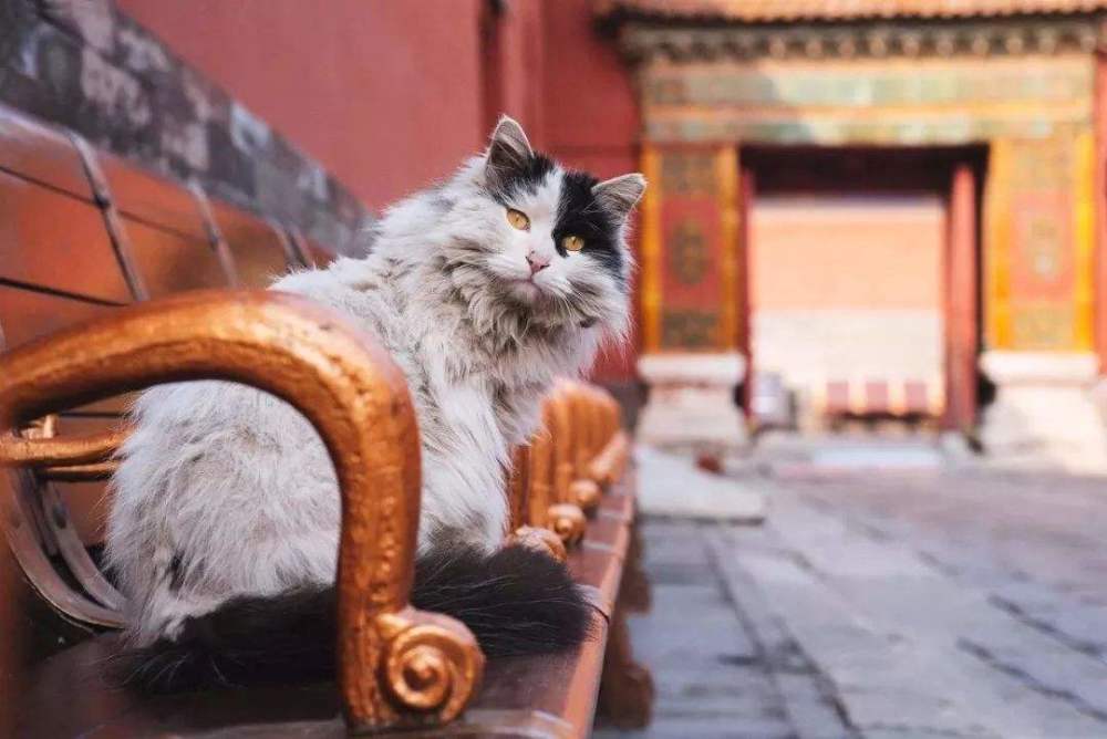 故宫御前一品带爪护卫,守在故宫10年的3只"御猫"都离开了