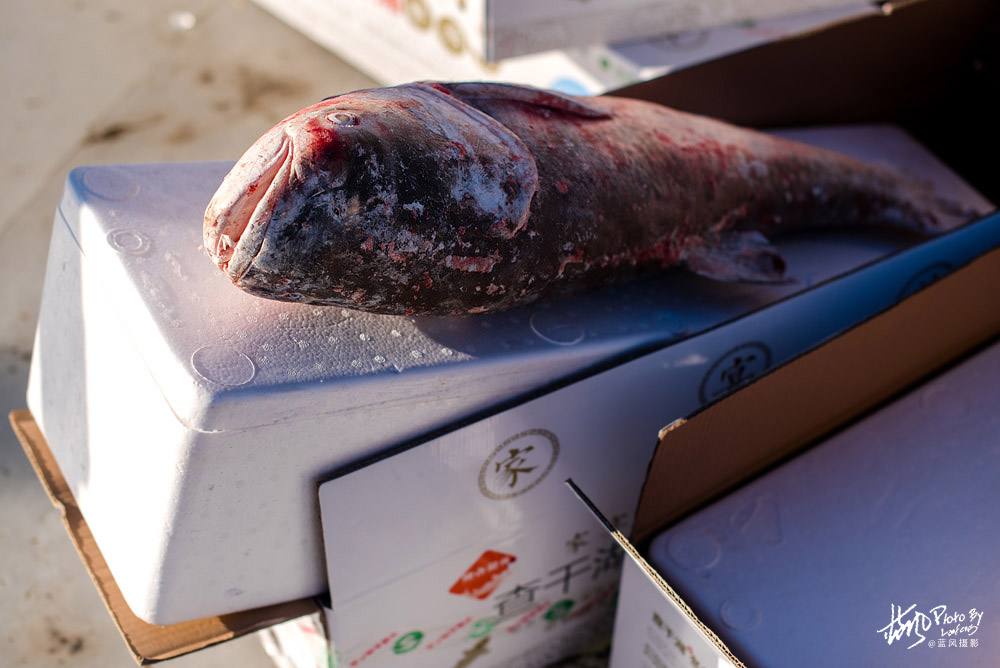 冰天雪地吉林查干湖鱼摊摆到湖面上458元一条还是优惠价