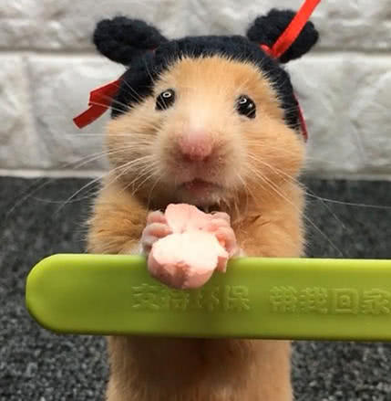 主人给仓鼠戴上一顶帽子,像个可爱的小姑娘,网友大呼:太萌了