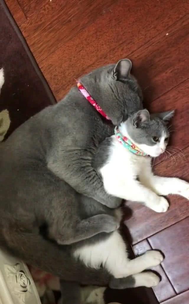 英短蓝猫天天抱着"女朋友"睡觉,谁也分不开,虐哭单身铲屎官!