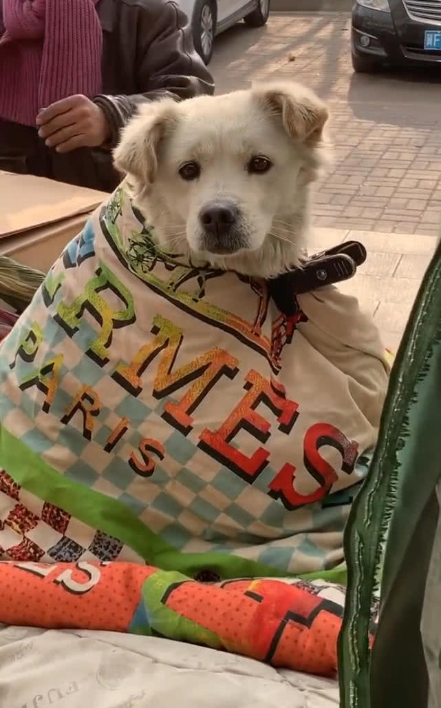 狗坐三轮车后,身披棉被包裹严实,网友看着哭笑不得:狗太享受了