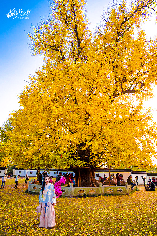 上海一千多岁的银杏树王
