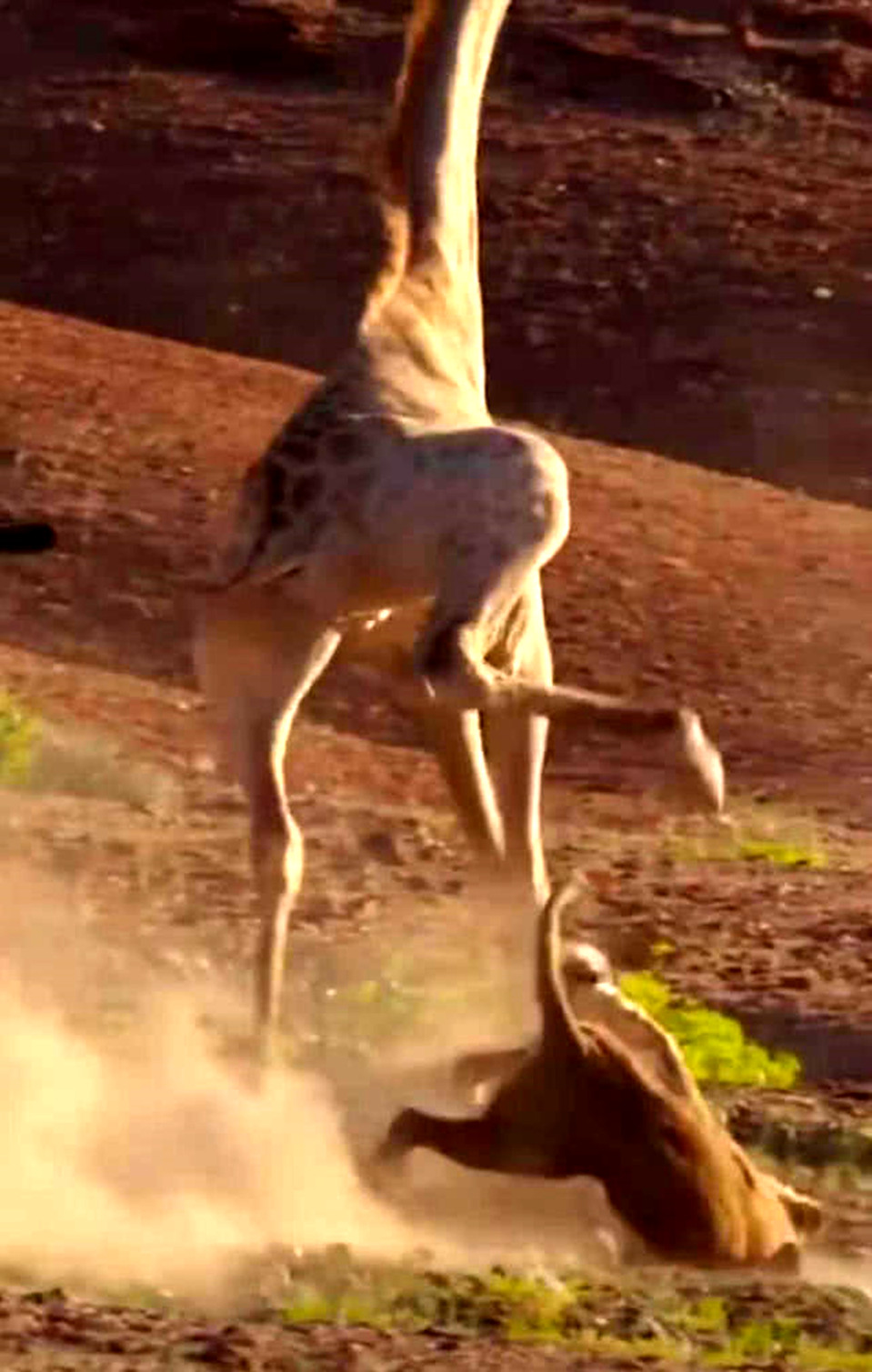 狮子单枪匹马对付长颈鹿,没想到一脚就被蹬晕了,说出来都丢脸