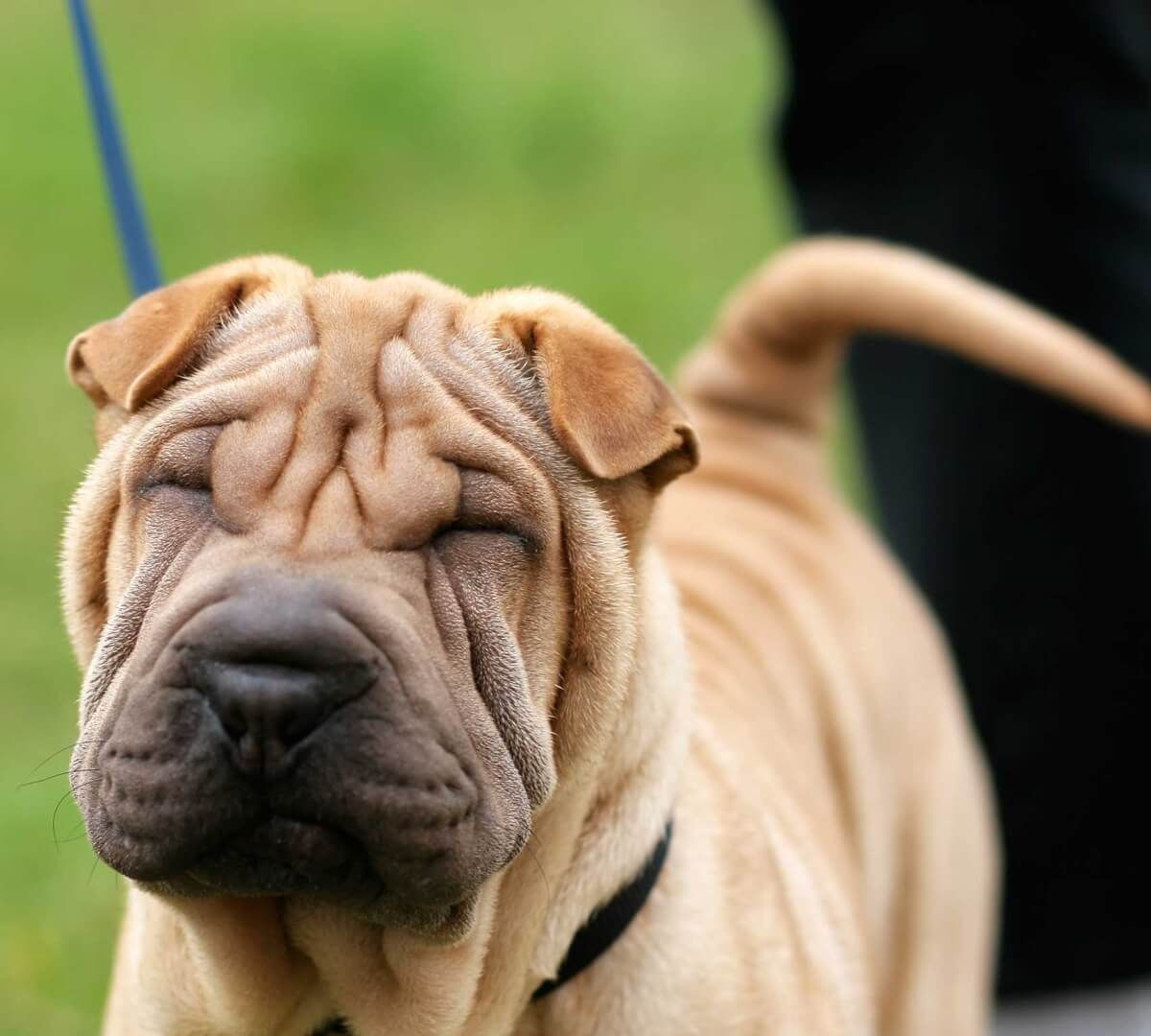 大象皱纹能锁水,鼹鼠皱纹让钻洞摩擦更舒服,可沙皮狗的皱纹就