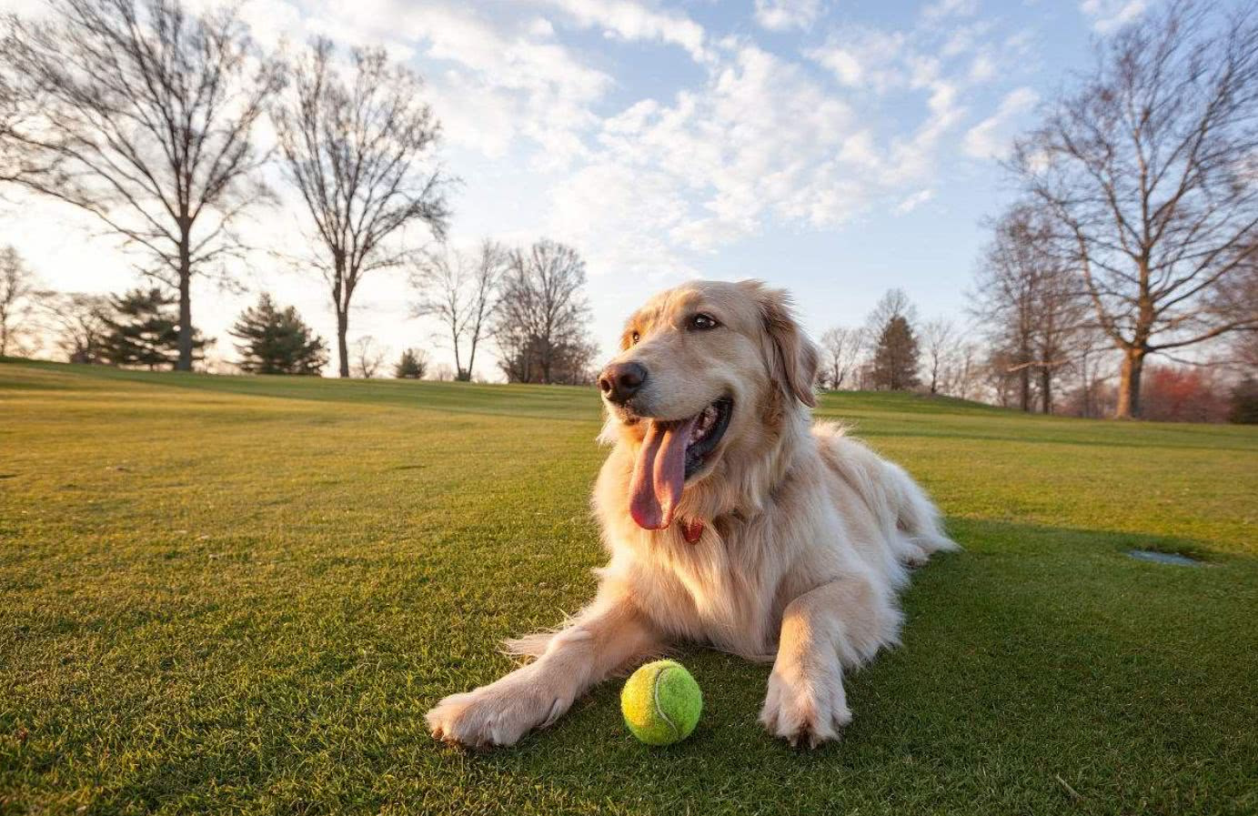 温顺的金毛也有自己的做事原则:从来不咬人,只咬其他狗