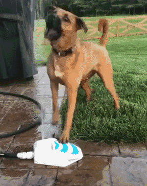 狗:走在科技前端,按压出水懂吗?网友:喝口水滋一身,也不容易