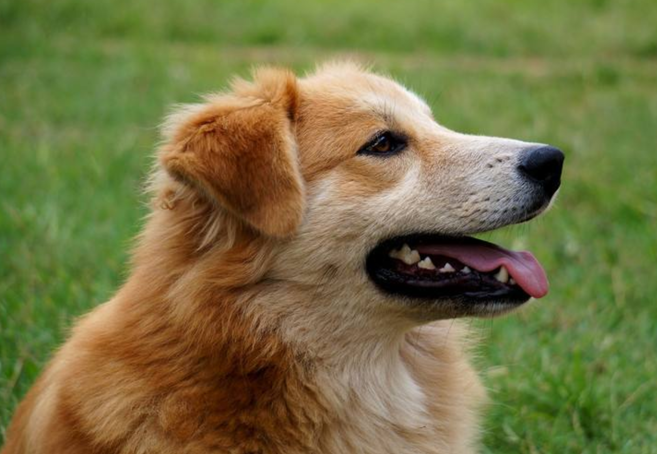 本文由喵皇日记原创,关注喵皇日记,每天和我一起吸猫撸狗吧!