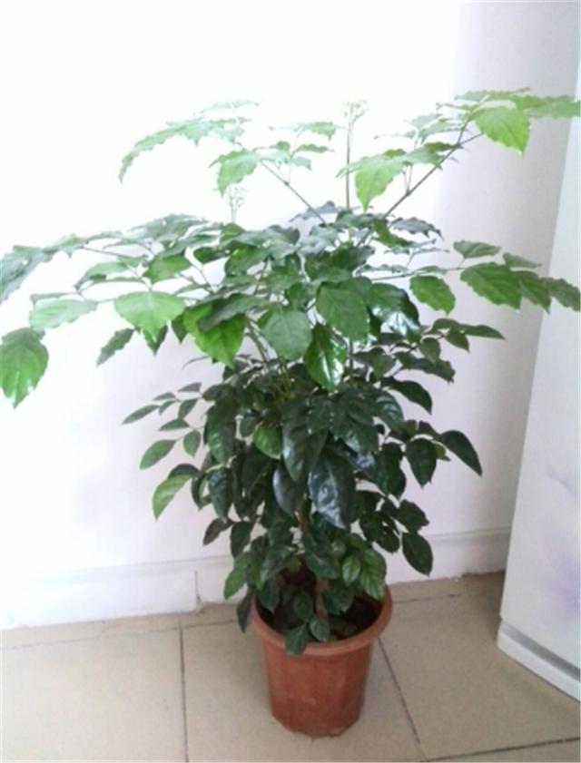 富贵树如何繁殖学会这样埋根枝繁花茂