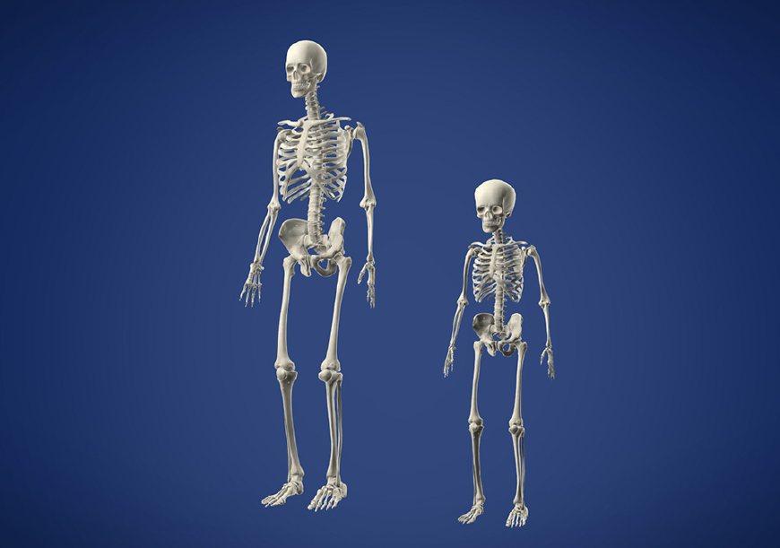 婴儿有300根骨头, 为什么成人后变成206根, 其他骨头都去哪里了?