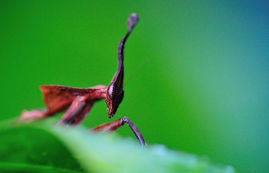 世界上最会伪装的螳螂若你不仔细查看绝对会将其错过