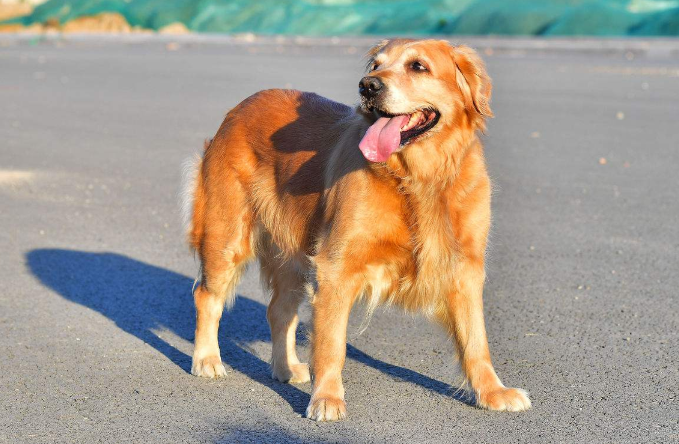 金毛的这四个特点让养了它的主人都后悔,尤其是最后一个!