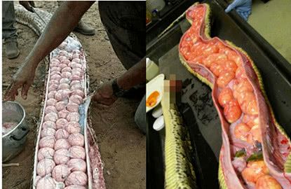 女子为救被蟒蛇吞掉的猫咪将蟒蛇解剖开眼前一幕令人吃惊