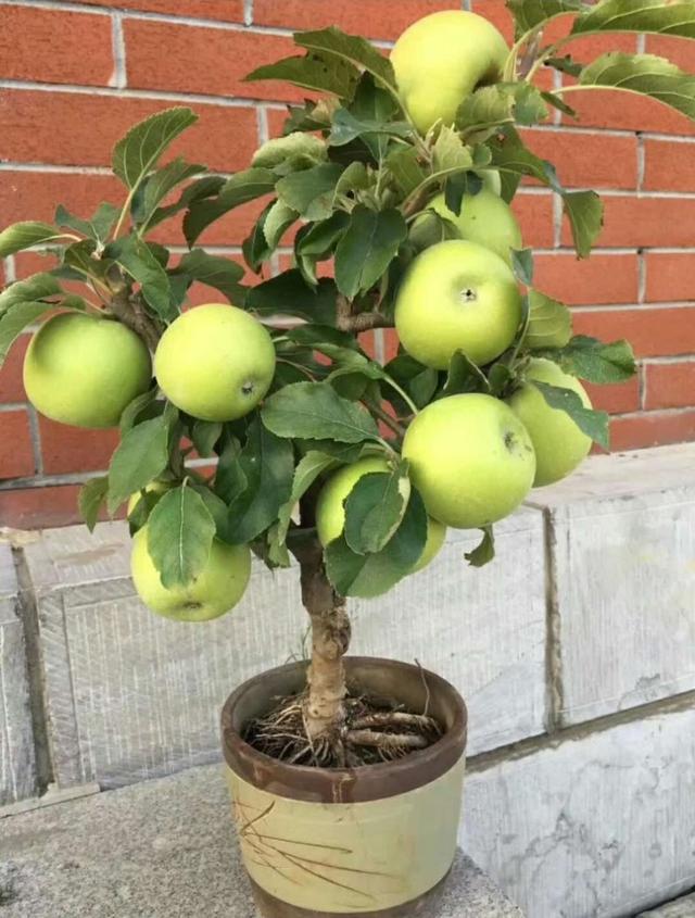 在阳台就能种的苹果树!结的苹果真诱人,你确定不想养一盆?