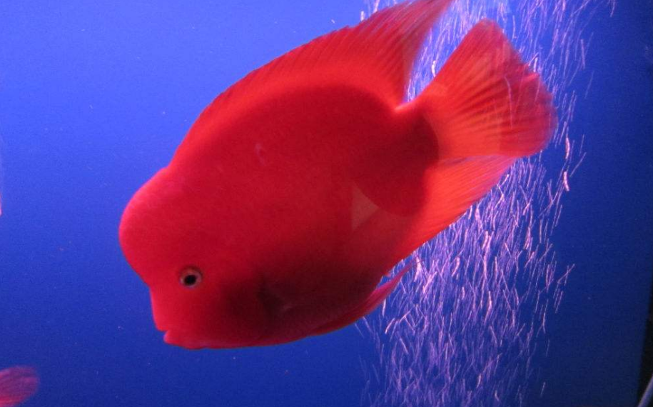 迷你鸚鵡魚的飼養攻略都在這了注意好這幾點新手也可以養好