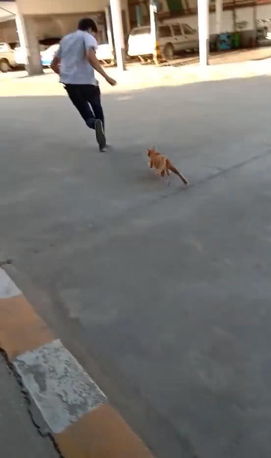 橘猫像狗一样追着人跑,网友看后忍不住笑喷:你是不是欠它猫粮?