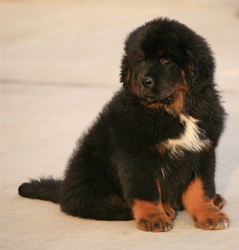 贪图便宜买回一只藏獒,几个月后人人躲着走,还被送到了动物园!