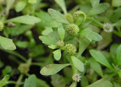 农村有一种草农民看见就拔掉殊不知却是治鼻炎良药