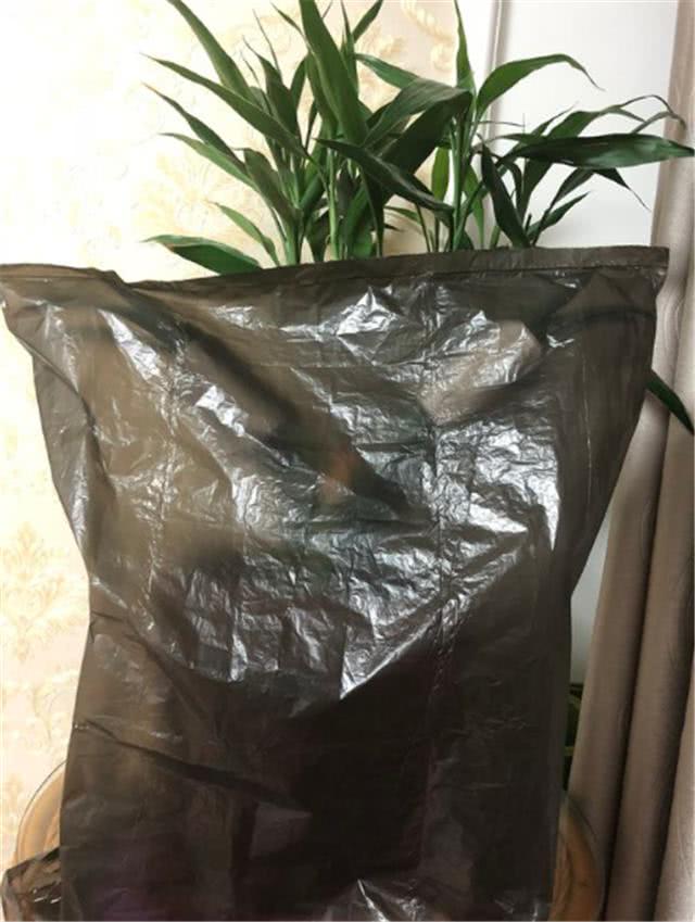君子兰夹箭可把君子兰放到小黑屋进行阴暗处理,或者用黑色塑料袋套住