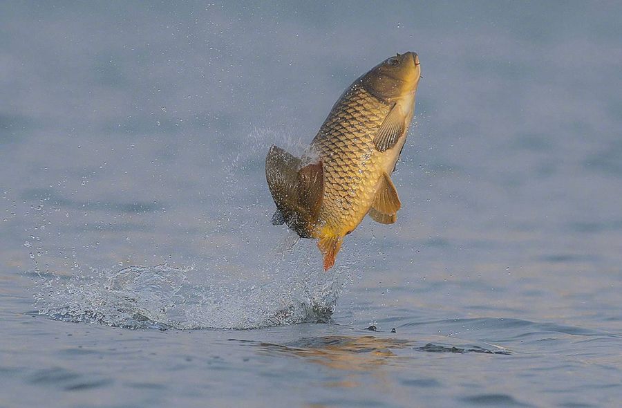 为什么有些鱼类明知很危险也要跳出水面科学家说出其中两大原因