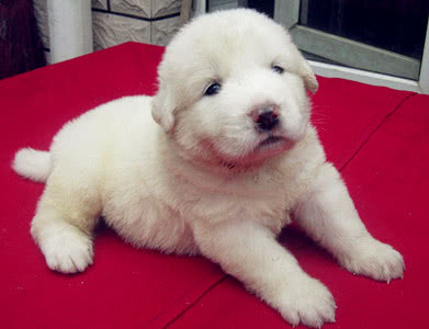 韩国一大白熊走红,每天探出脑袋和路人打招呼,但原因令人心酸!