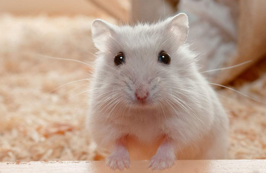 这几种迷你小宠物,小巧好养又乖巧,最适合学生党饲养了|刺猬|仓鼠