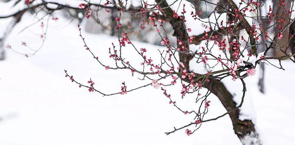 不拍一次踏雪寻梅,这个冬天就白过了|雪梅|枝条|构图_新浪新闻