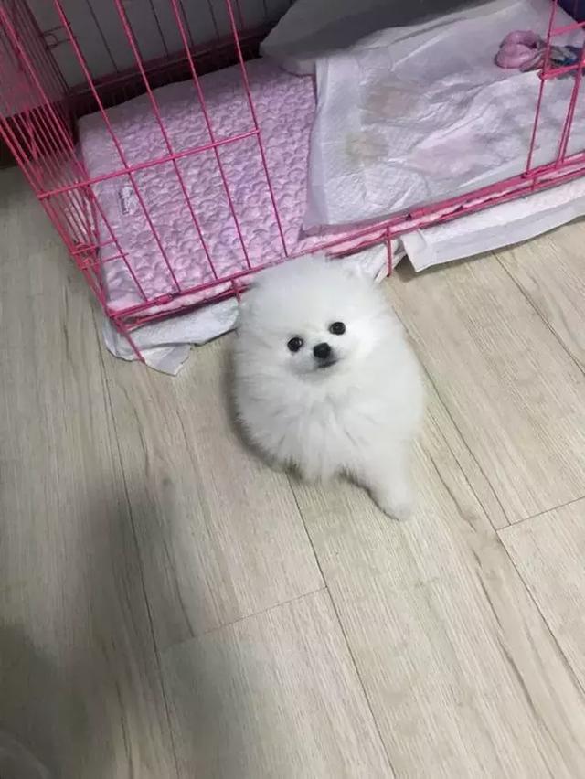 博美饲养难度很高,但是这四个优点,让铲屎官为它痴狂