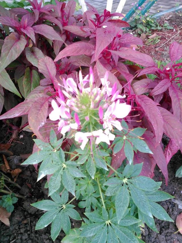 花名好听还喜光,都喜欢把它养在室内做盆景,醉蝶花,你养过吗?