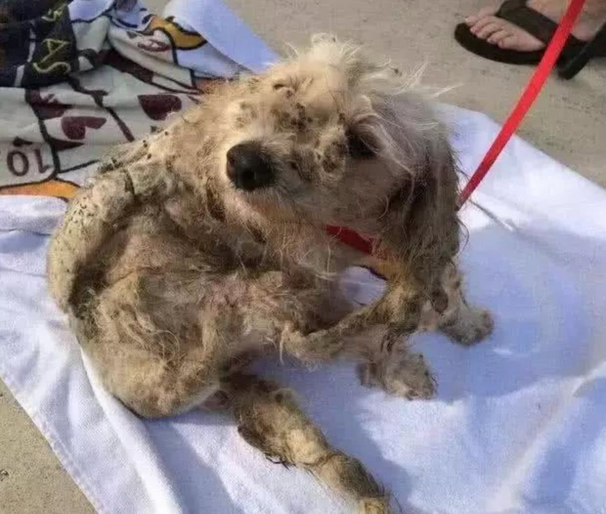 脏兮兮的流浪狗过来讨东西,保安一看到就抓住了它,将狗狗收养了