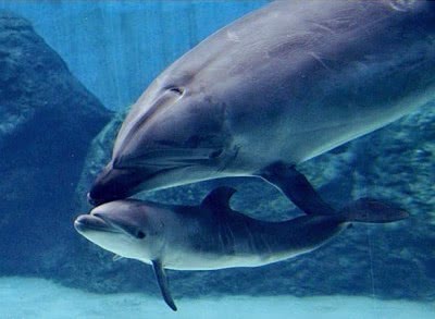 海豚宝宝出生不久,就莫名死亡,找到凶手后把众人都惊呆了
