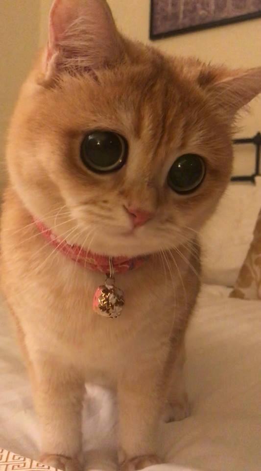 最近这只猫火了,"纯天然无公害"大眼睛,真是萌坏我了!