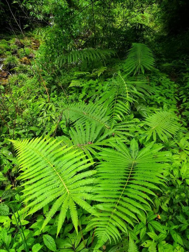 深藏在贵州一处原始森林中的村子,这个夏天避暑度假的好去处!