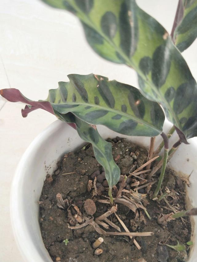 孔雀竹芋叶子发黄一直不长孔雀竹芋黄叶6大症状及救治方法