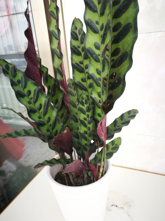 孔雀竹芋叶子发黄一直不长孔雀竹芋黄叶6大症状及救治方法