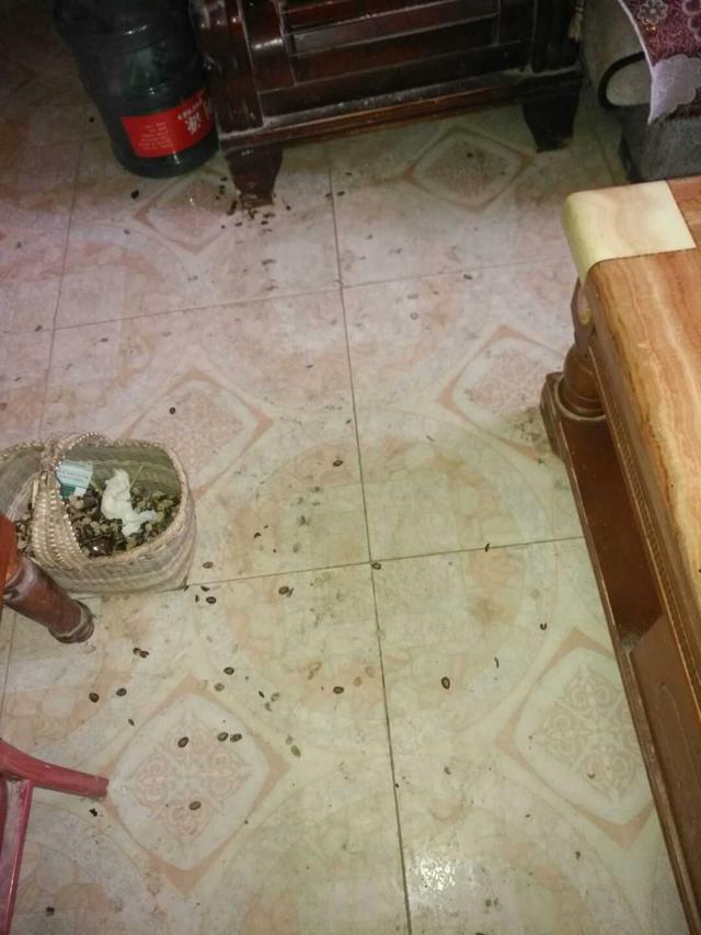 婆婆整天打麻将不收拾屋子,家里乱成垃圾场,看了心里发毛!