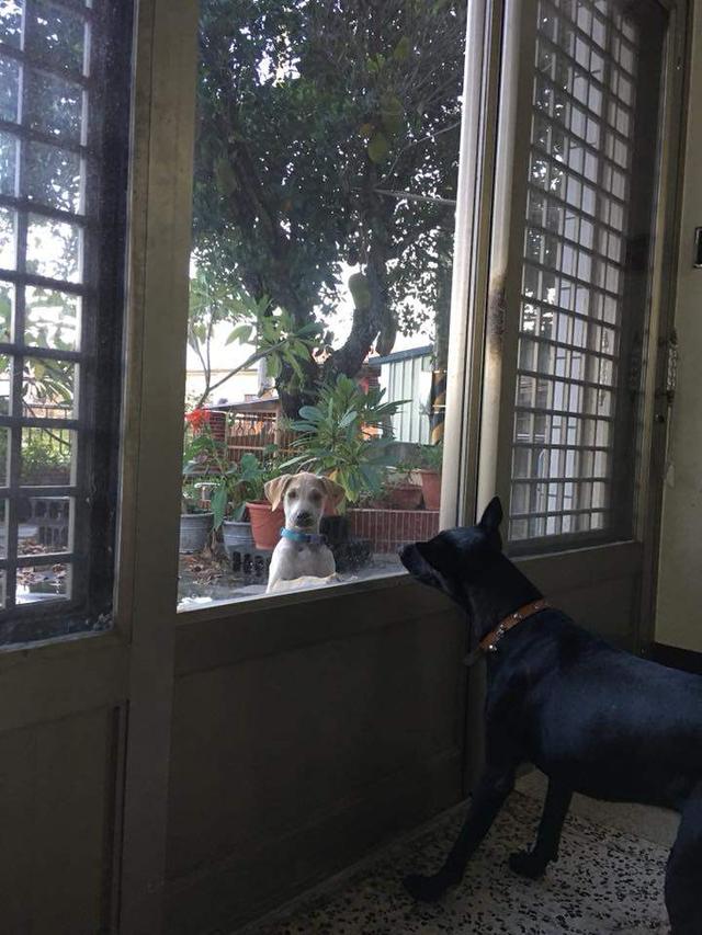 家门外站着一只流浪狗,它渴望有家的受伤表情让人不忍直视