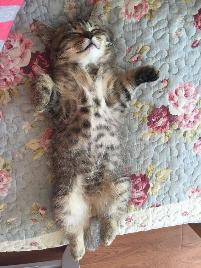 两只相亲相爱的小公猫,在胖的道路上越走越远