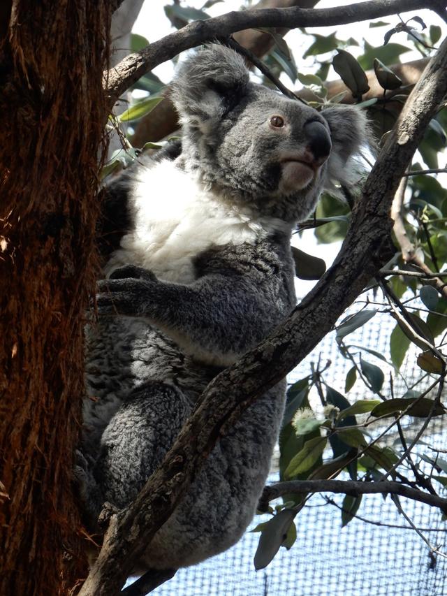 我肯定是看到了假考拉悉尼野生动物园动物集锦