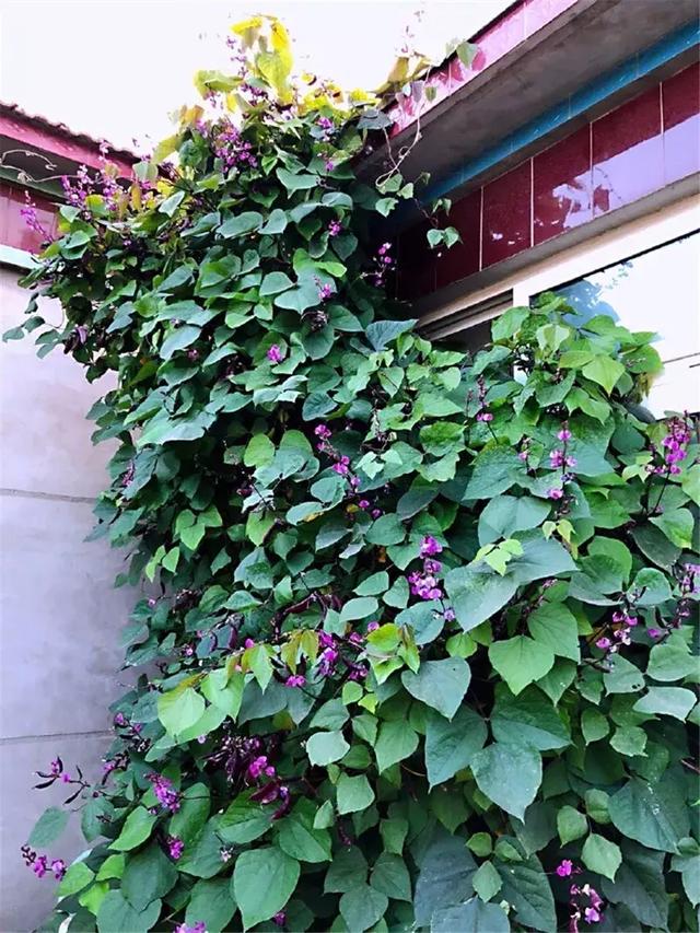 紫红色的花,热闹闹的从墙角爬到墙头时,就差不多可以一茬一茬摘吃扁豆