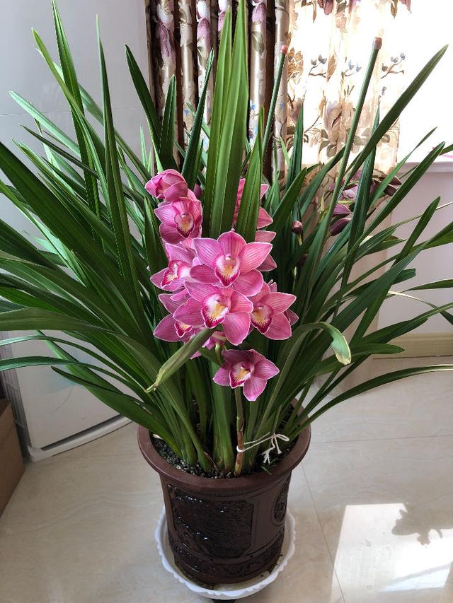 花期最长的的兰花开花几个月香气浓郁