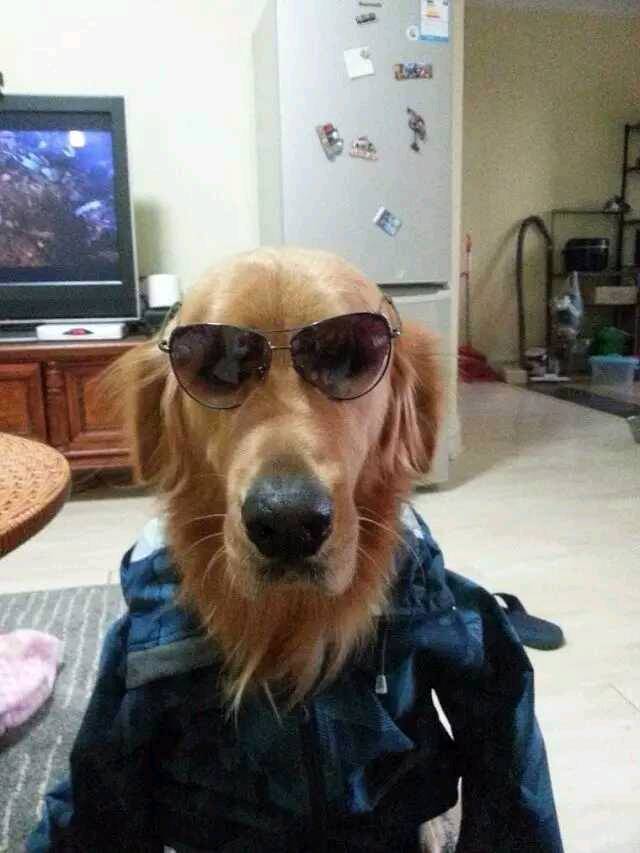 搞笑图片: 穿衣服带墨镜的狗子好帅气呀