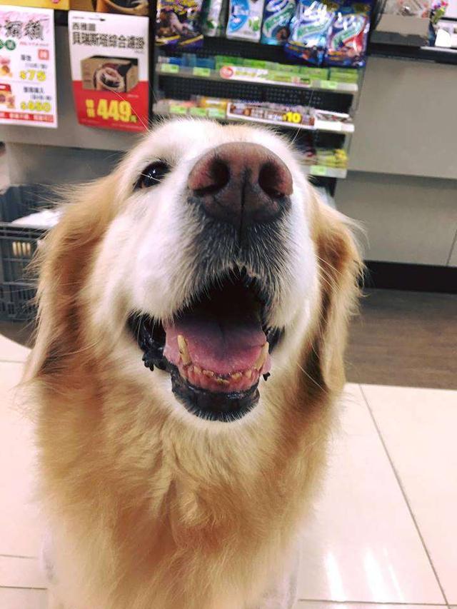 主人在浴室洗澡,金毛竟然6次伸头查看:我担心主人有危险!