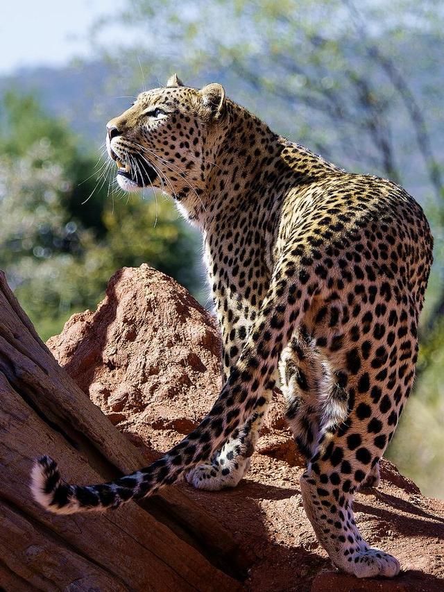 形容人胆子大一般都说吃了豹子胆,具体是那种豹呢?