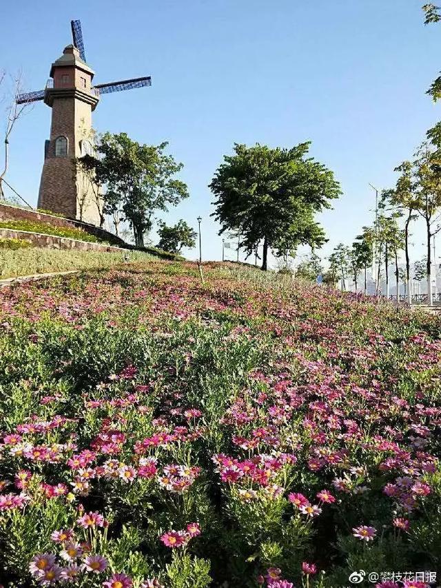 普达花海景观升级完工,带你到现场一睹为快!