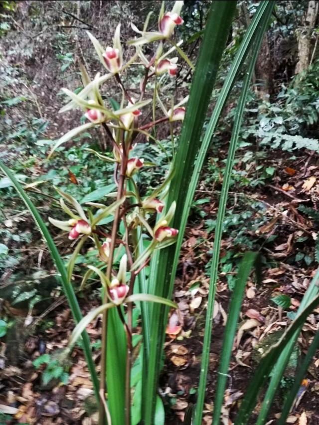 野生兰花怎么养