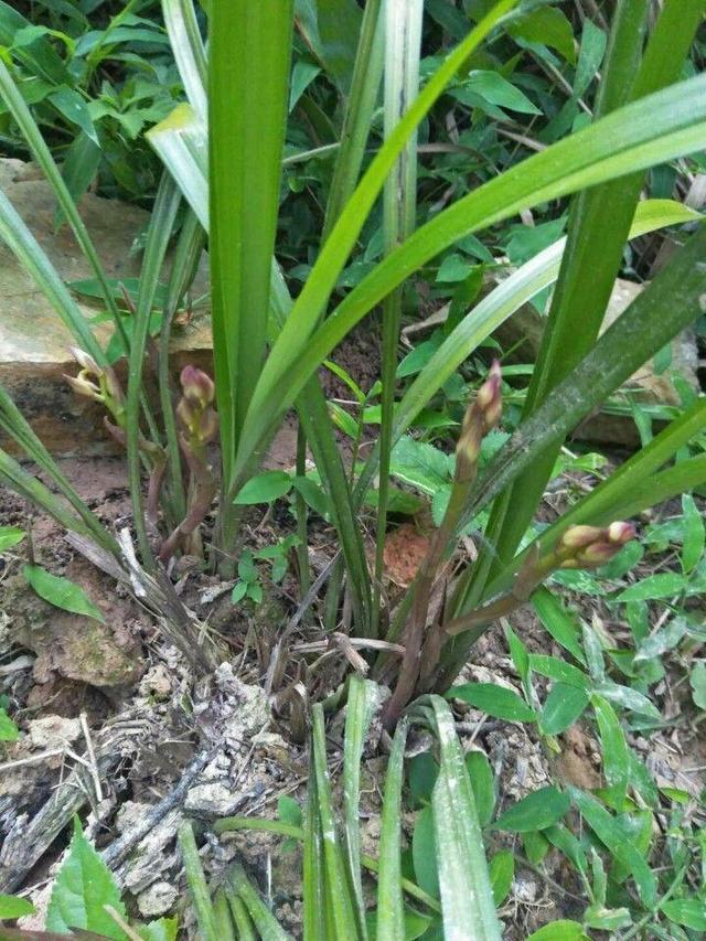 野生兰花怎么养