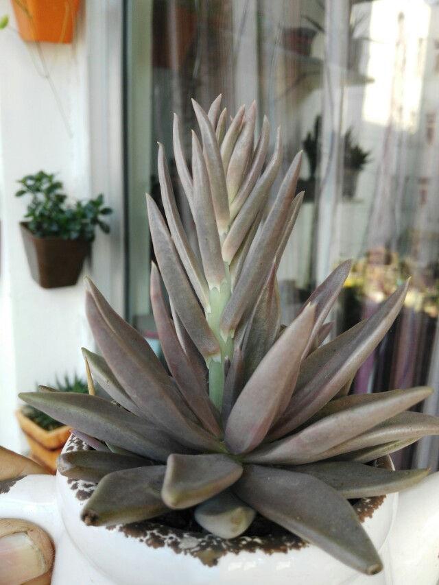 不看这个方法你就养不好你的多肉植物贝飞达