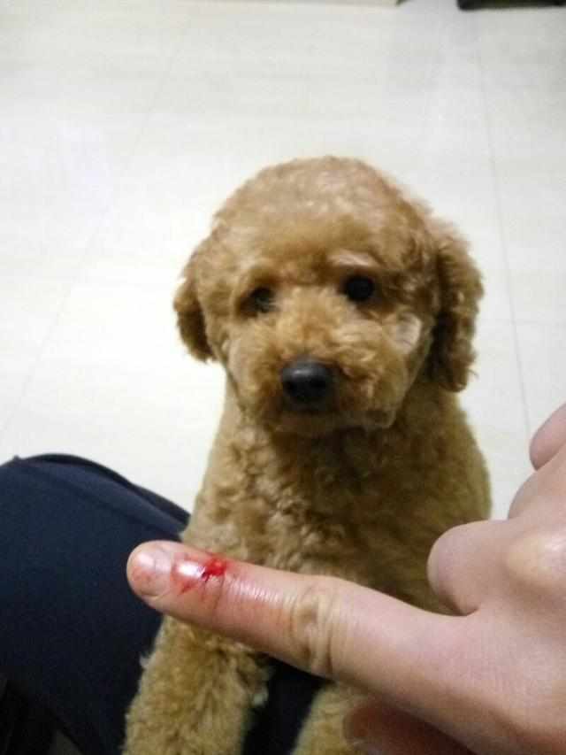 贵宾犬|狗狗|发情期_新浪新闻