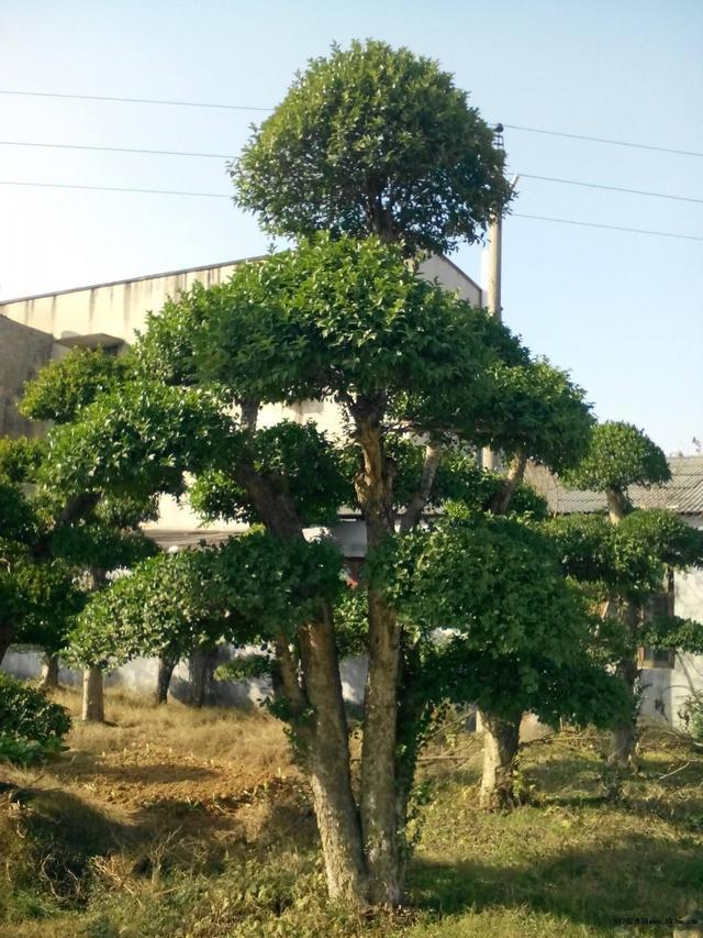 四季常青葉片渾厚青綠刺冬青養成盆景家中品質提升一大截