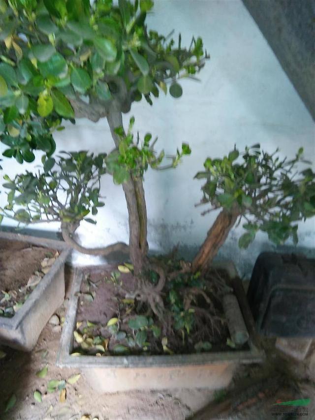 四季常青叶片浑厚青绿刺冬青养成盆景